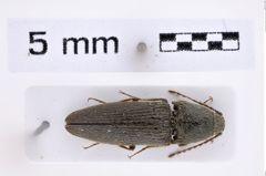 Foto (Dorsalansicht) von Melanotus carbonarius (Candèze, 1882) (NHMW-ZOO-COL-0007666)